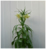 Fritillaria_Radeana.pdf