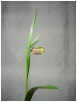 Fritillaria Uvavulpis.pdf