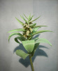 Fritillaria_Serwerowii.pdf