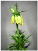Fritillaria_Imperialis.pdf
