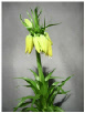 Fritillaria_Imperialis.pdf