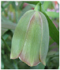Fritillaria_Pontica.pdf