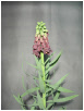 Fritillaria_Persica.pdf