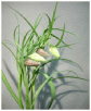 Fritillaria Meleagris.pdf