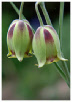 Fritillaria_Acmopetala.pdf