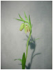 Fritillaria_Hermonis.pdf