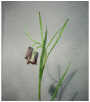 Fritillaria_Elwesii.pdf