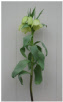 Fritillaria_Palidiflora.pdf