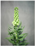 Fritillaria_Persica_IvoryBells.pdf