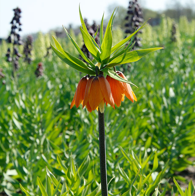 Fritillaria-Keizerkroon