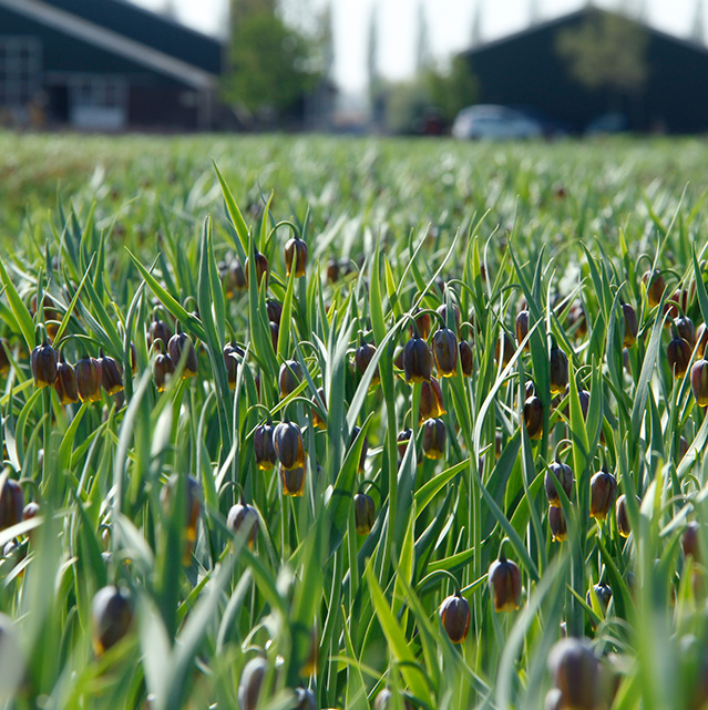 Fritillaria-Uva-vilpis-