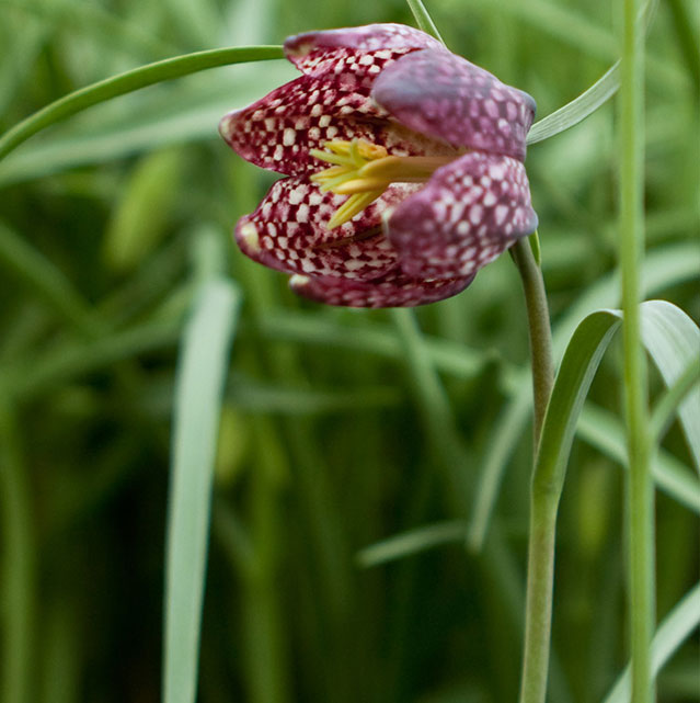 Fritillaria-meleagris-zoom