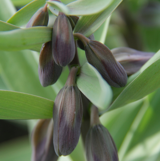 Fritillaria-sewerzowii