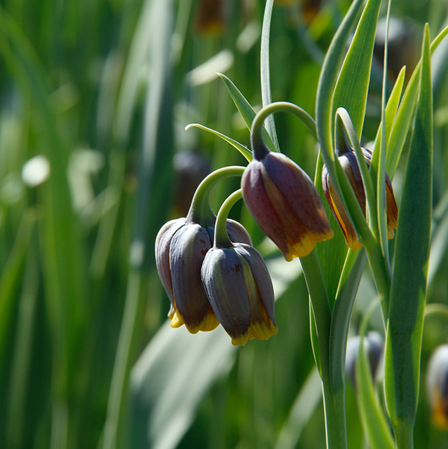 Fritillaria-uva-vulpis-land-