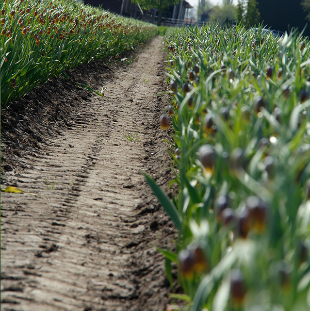 Fritillaria-uva-vupis-land-obdam