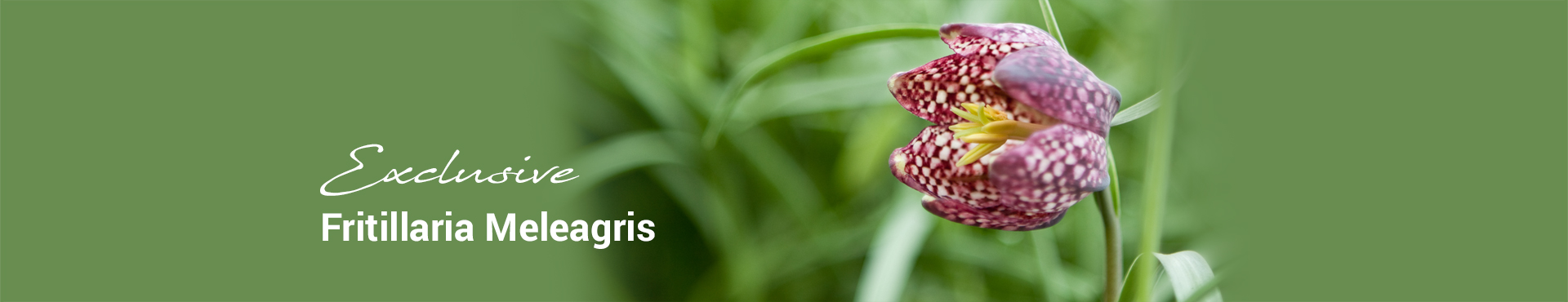 fritillaria-meleagris